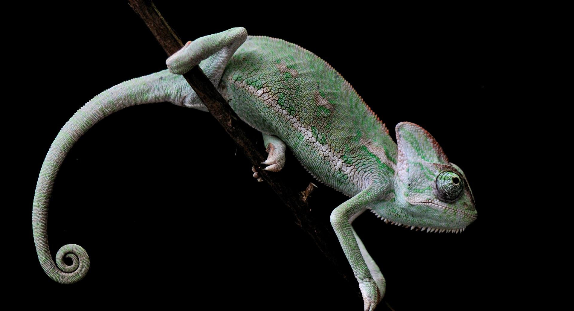 Veiled Chameleon, Old World Lizards at 1024 x 768 size wallpapers HD quality