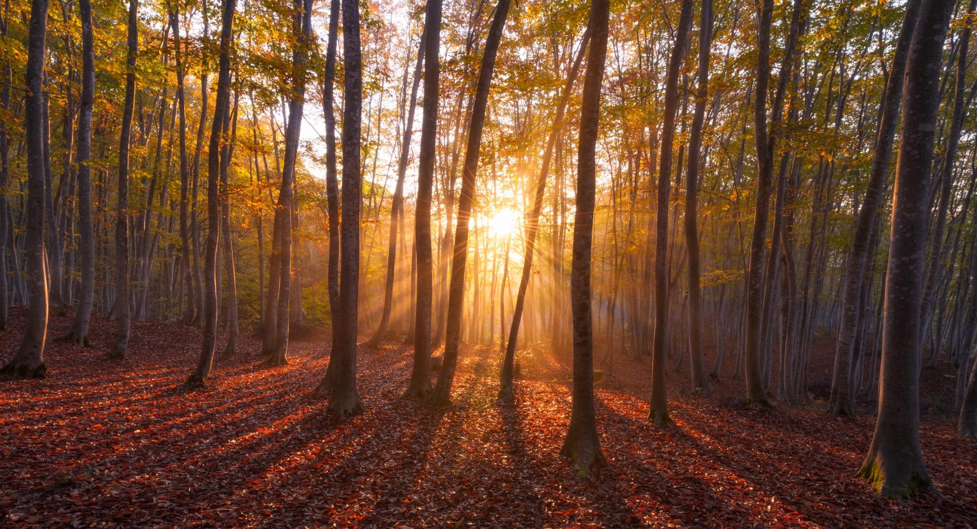 Warm Sunrise. Forest at 2048 x 2048 iPad size wallpapers HD quality