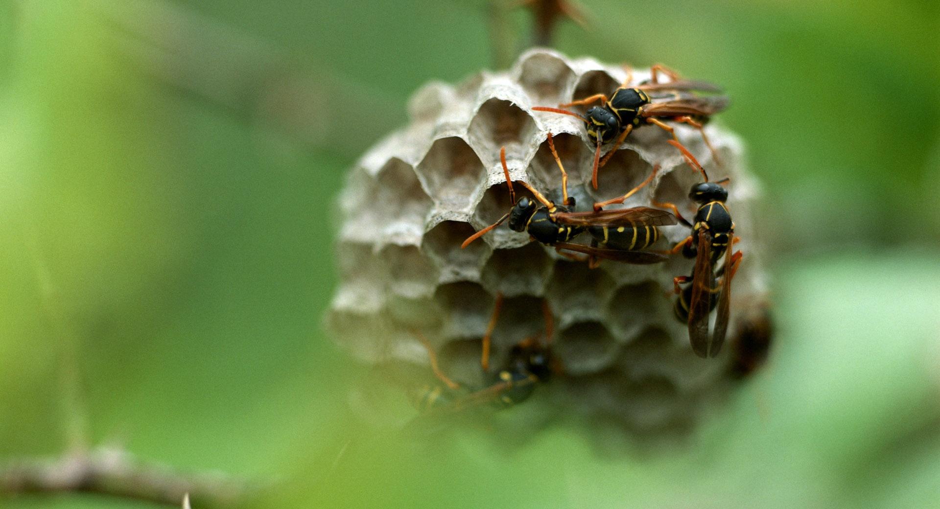 Wasp Hives at 1024 x 1024 iPad size wallpapers HD quality