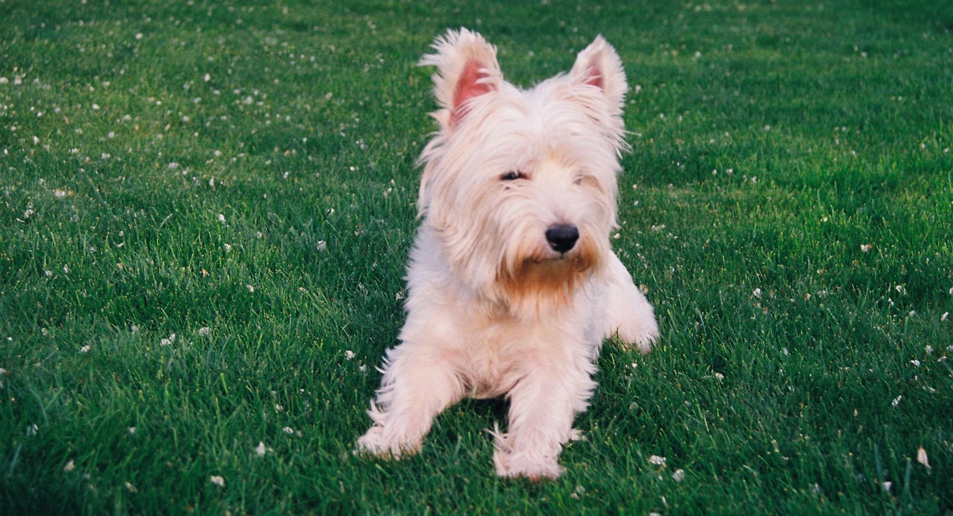 West Highland Terrier at 320 x 480 iPhone size wallpapers HD quality