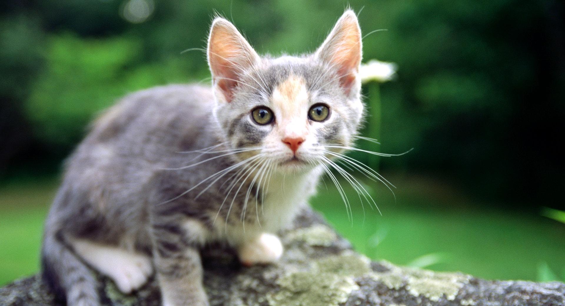 White And Gray Kitten wallpapers HD quality