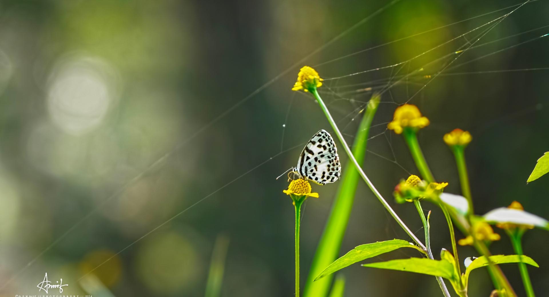 White Buttefly at 1024 x 1024 iPad size wallpapers HD quality