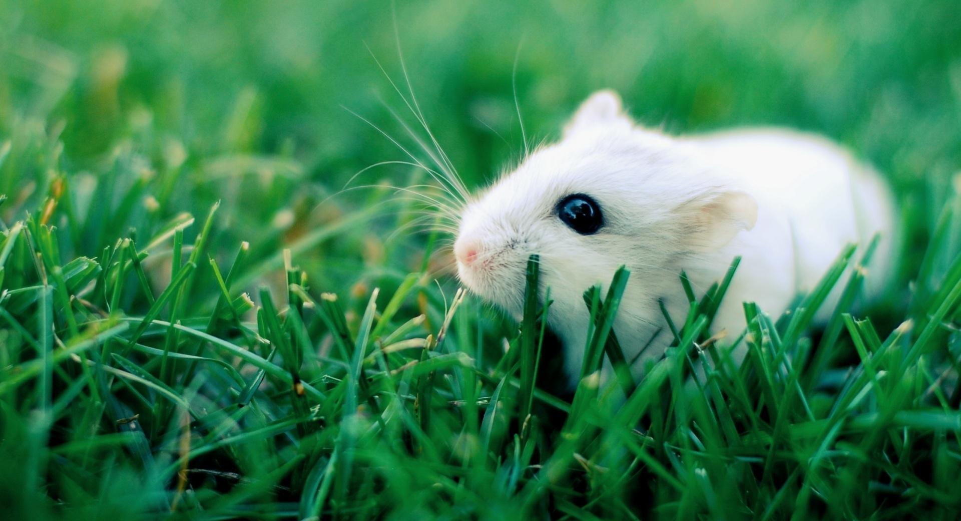 White Mouse wallpapers HD quality
