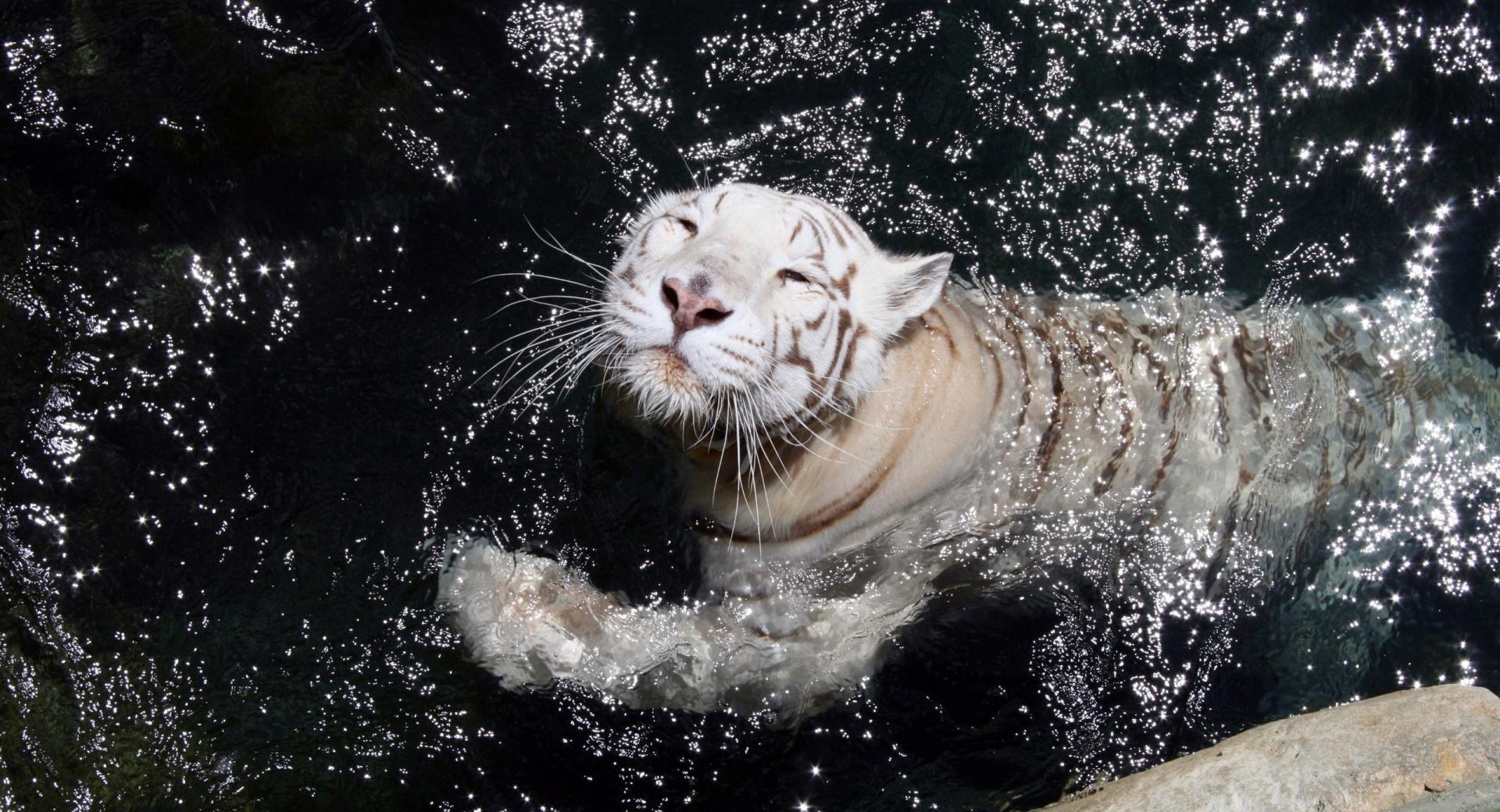 White Tiger Swimming at 1024 x 768 size wallpapers HD quality