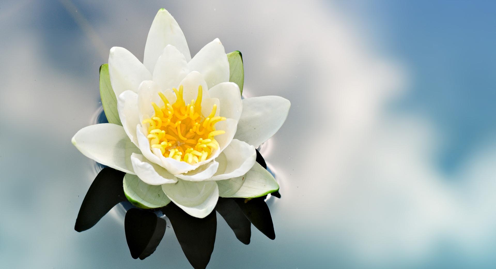White Water Lily wallpapers HD quality