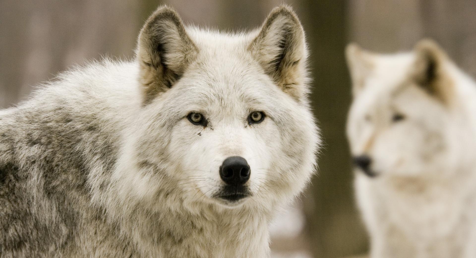 White Wolf wallpapers HD quality