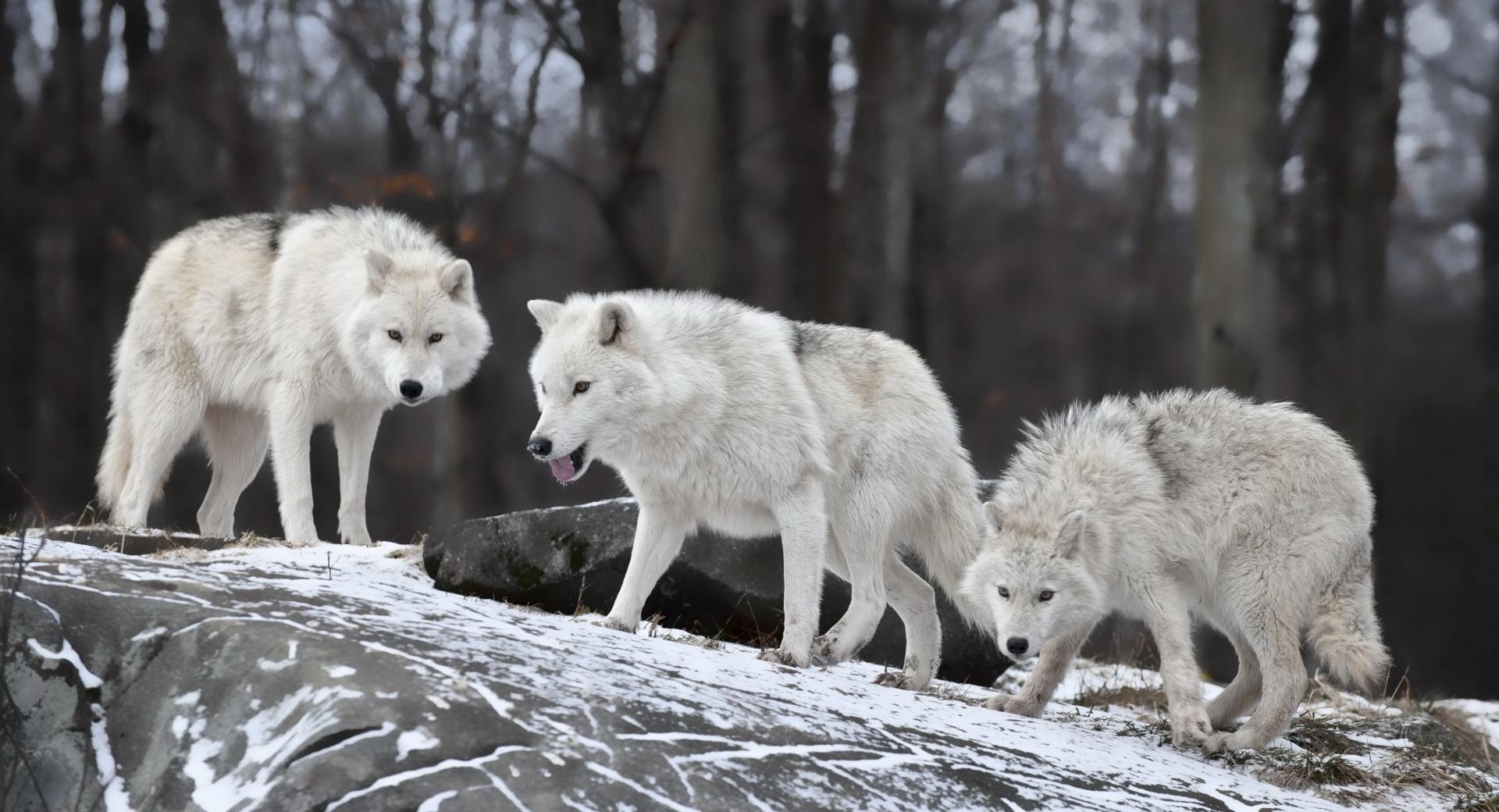 White Wolves Pack at 640 x 1136 iPhone 5 size wallpapers HD quality