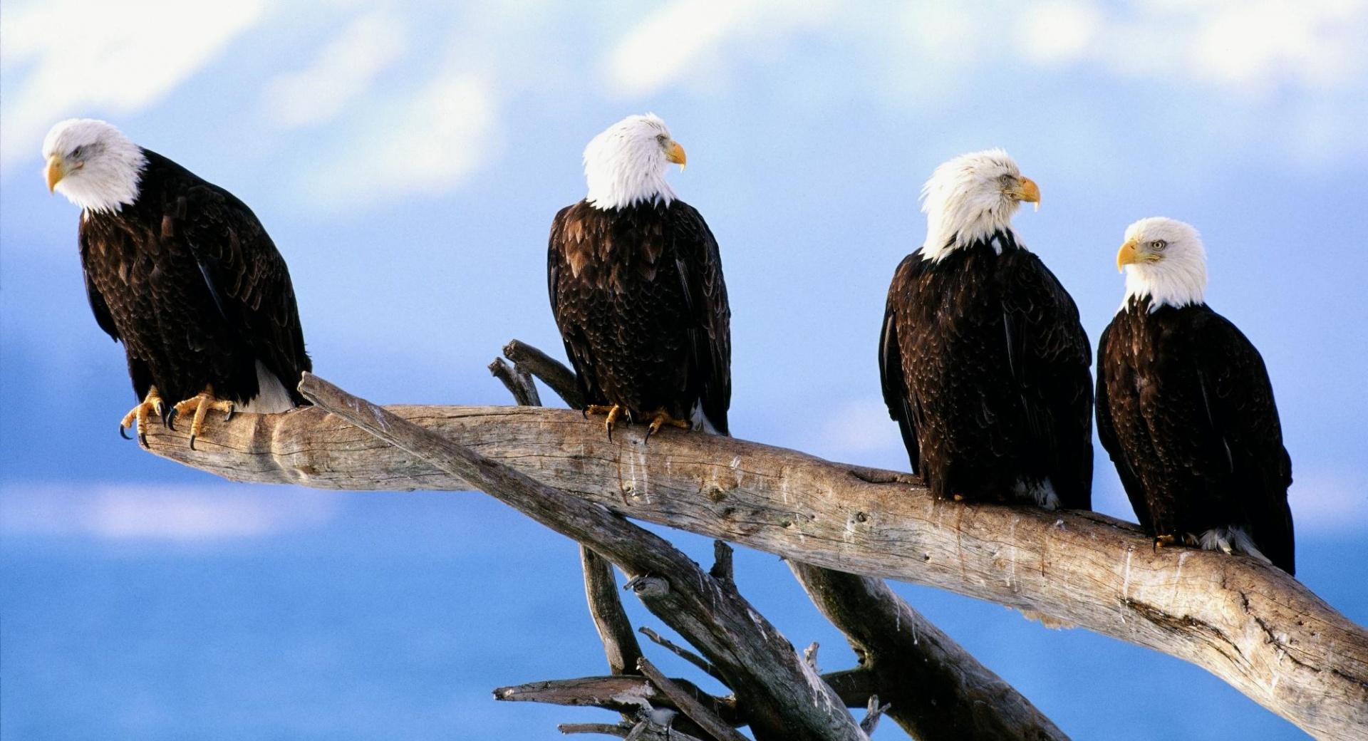 Wild And Free Bald Eagles wallpapers HD quality