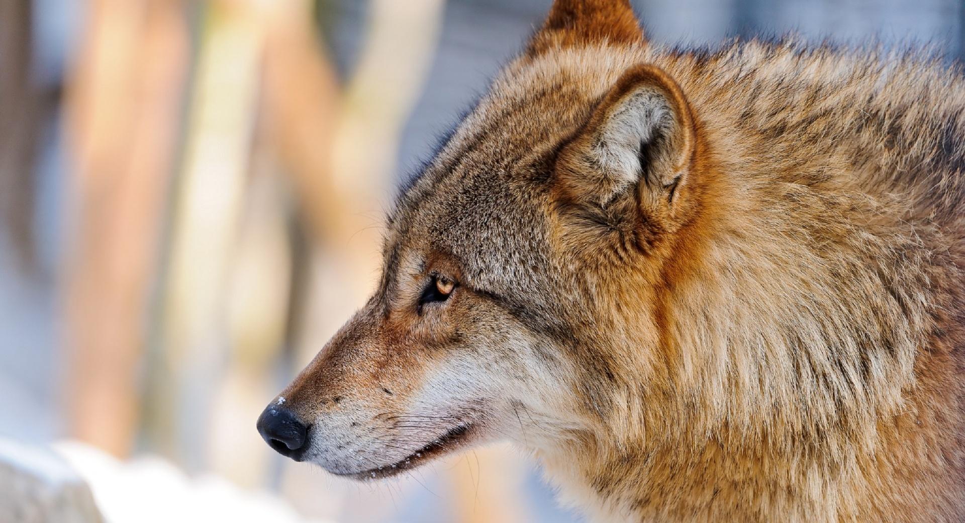 Wolf Profile at 1152 x 864 size wallpapers HD quality