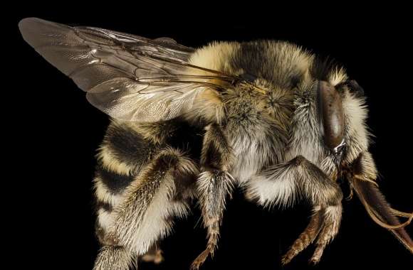 Anthophora Dalmatica Bee Macro