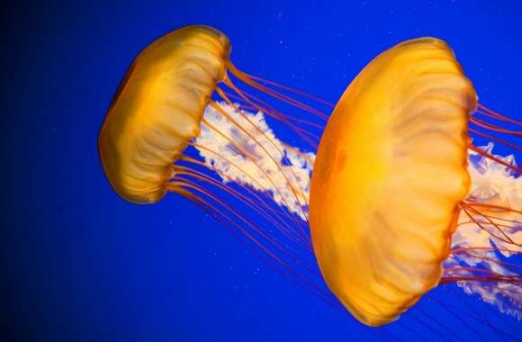 Atlantic Sea Nettle Jellyfish