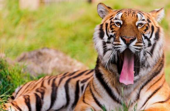 Bengal Tiger Lying In The Grass And Yawning