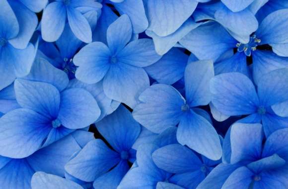 Blue Hydrangea Blossoms