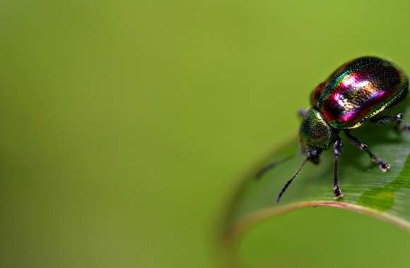 Colorful Bug wallpapers hd quality