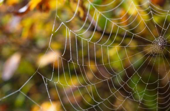 Delicate Spider Web