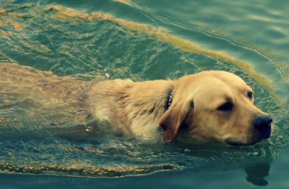 Dog Swimming