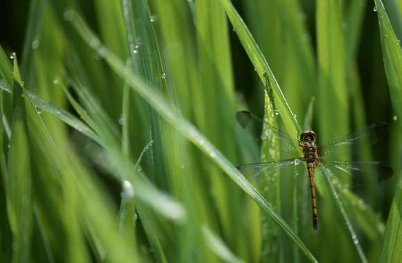 Dragonfly In The Grass
