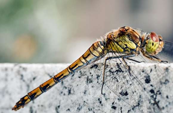 Dragonfly Macro