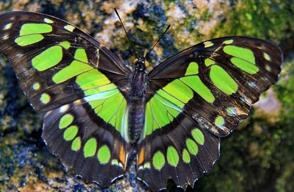 Green Butterfly wallpapers hd quality