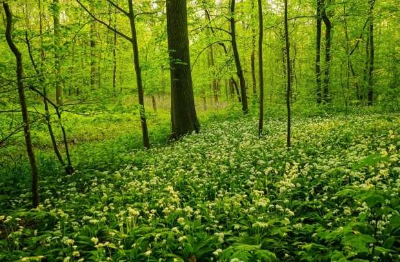 Green Wood wallpapers hd quality