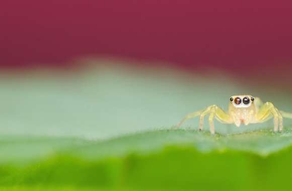 Jumping Spider on a Green Leaf