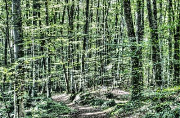 Light Between Trees Jordans Beech Wood