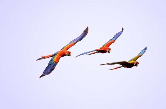 Macaw Parrots Flying