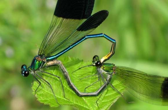 Mobarakabadvillage.ir - Dragonfly Mating