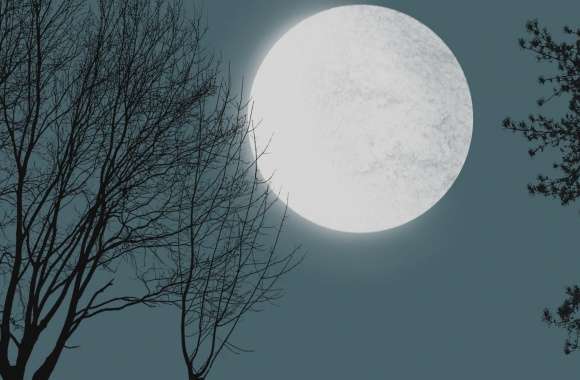 Moon With Tree Silhouettes