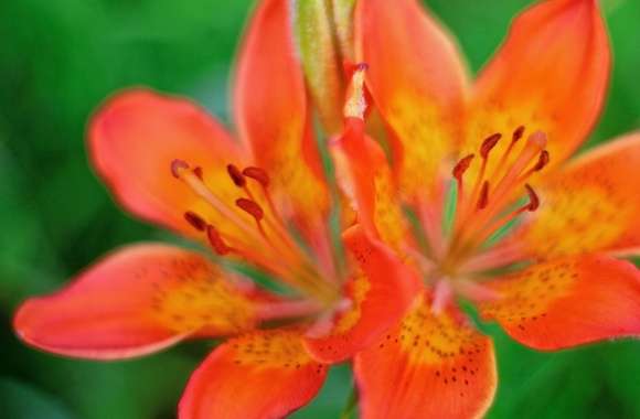 Orange Tiger Lilies wallpapers hd quality
