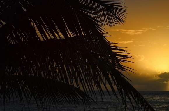 Palm Tree Leaf, Sunset, Florida