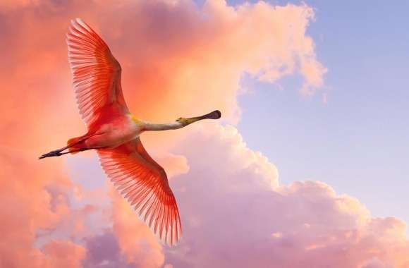 Pink Bird Flying