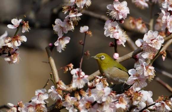 Plum Blossoms wallpapers hd quality