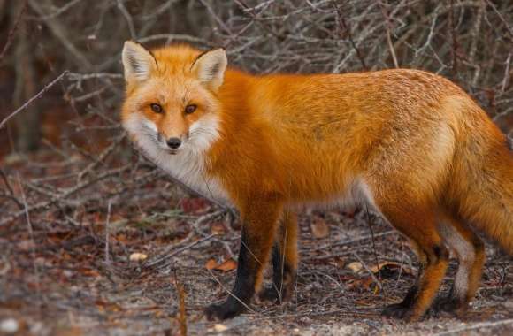 Red Fox of Island Beach State Park, New Jersey