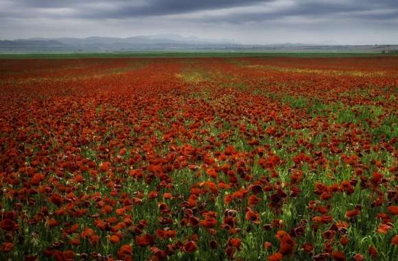 Red Poppy Fields