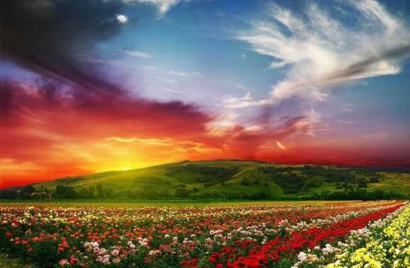 Rose Flower Field Background HD wallpapers hd quality