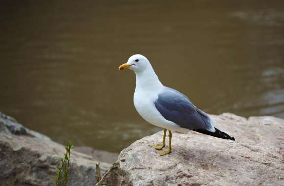 Seagull Standing on Rock