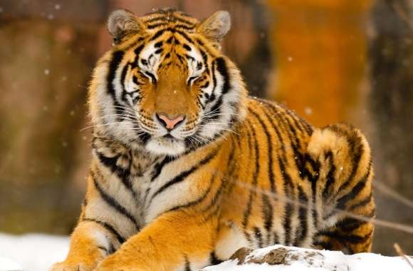 Sleepy Siberian Tiger Wild Animal