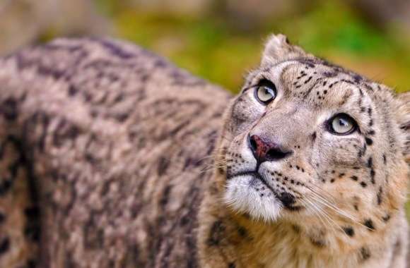 Snow Leopard Looking Up