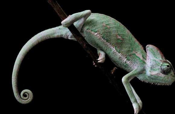 Veiled Chameleon, Old World Lizards