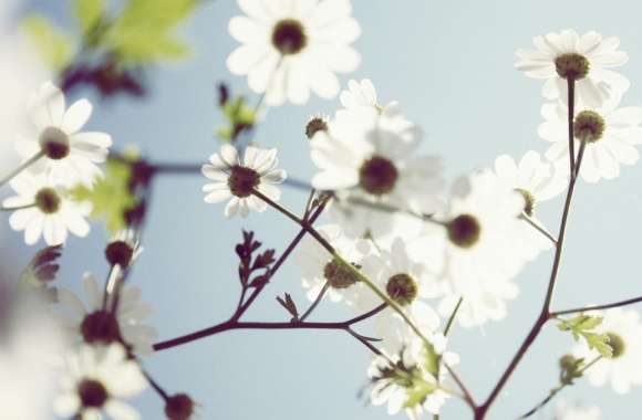 White Summer Flowers
