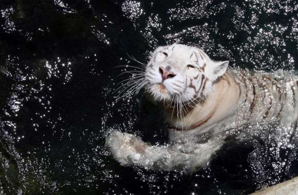 White Tiger Swimming