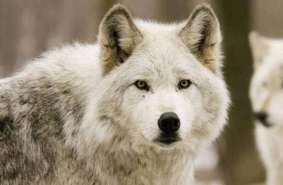 White Wolf