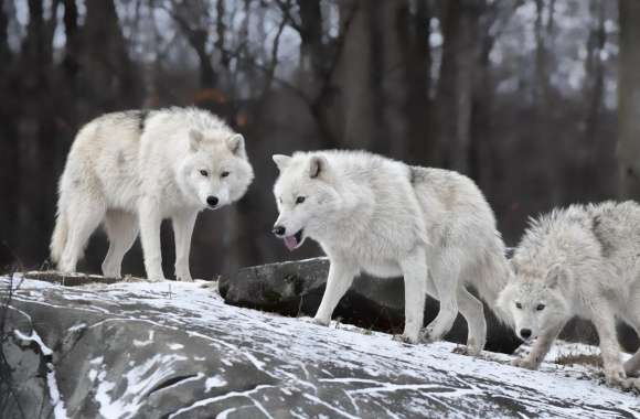 White Wolves Pack