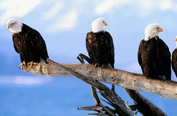 Wild And Free Bald Eagles