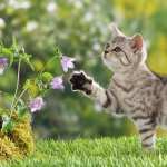 British Shorthair Cat pic