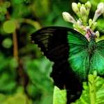 Green Butterfly pics