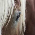 Horse Eyes wallpapers hd