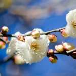 Plum Blossoms photos