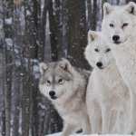 White Wolves Pack free download